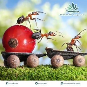 Karıncalar Öldürmeden Nasıl Uzaklaştırılır 1