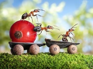 Karıncalar Öldürmeden Nasıl Uzaklaştırılır