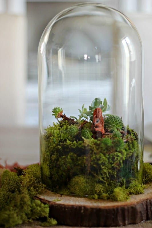 Terrarium Nasıl Yapılır ? 1