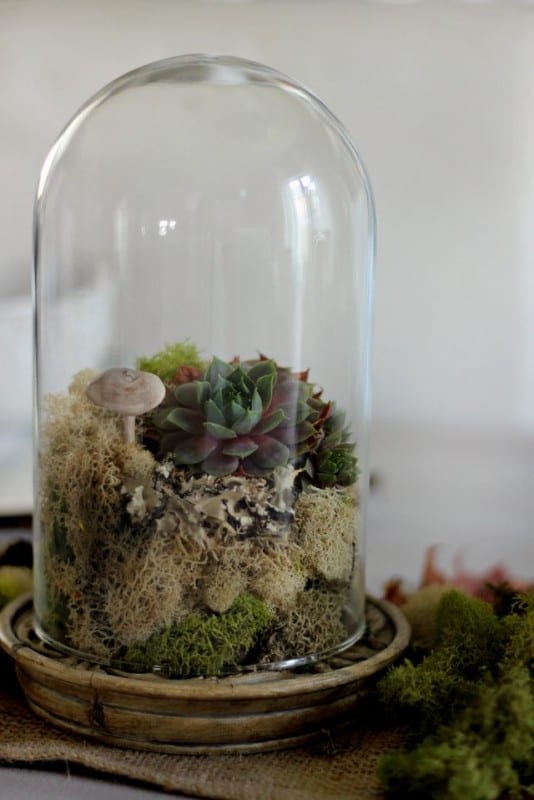 Terrarium Nasıl Yapılır ? 6