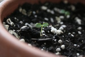 Tohumdan Kivi Bitkisi Nasıl Yetiştirilir? 7