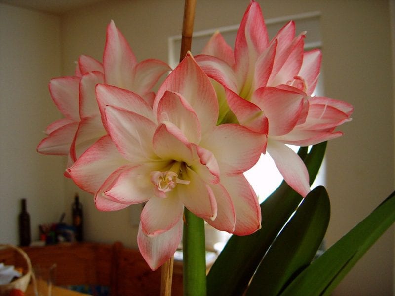 Videolu, Örgü Amaryllis Çiçeği Yapılışı 84