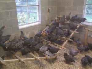 Değişik Kümes Modelleri - DIY - Resim 18