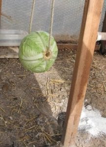 Değişik Kümes Modelleri - DIY - Resim 24