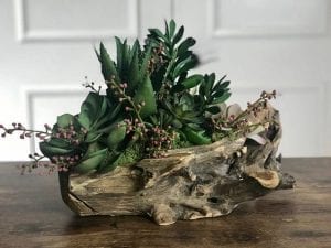 Ağaç Kütüğünde Teraryum - Resim 84