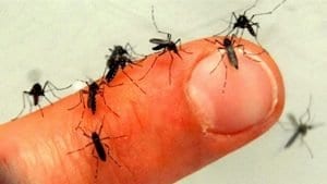 Sivrisinekten Nasıl Korunulur? 1