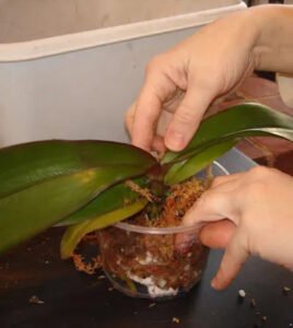Orkide Saksı ve Toprak Değişimi 10