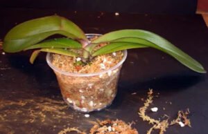 Orkide Saksı ve Toprak Değişimi 11