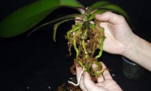 Orkide Saksı ve Toprak Değişimi 4
