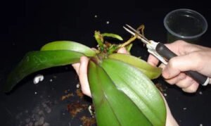 Orkide Saksı ve Toprak Değişimi 6