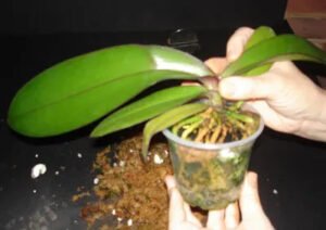 Orkide Saksı ve Toprak Değişimi 7