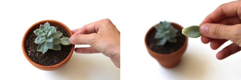 Sukulent Çoğaltma Nasıl Yapılır? 10
