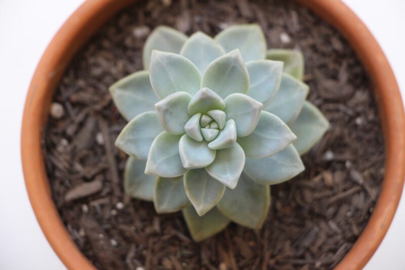 Sukulent Çoğaltma Nasıl Yapılır? 1