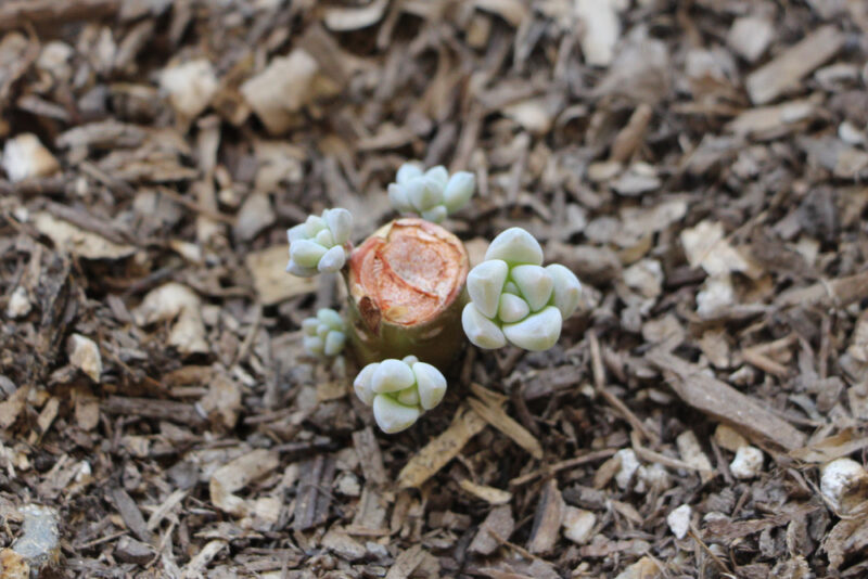 Sukulent Çoğaltma Nasıl Yapılır? 6