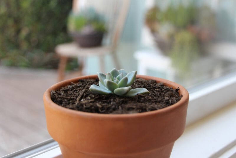 Sukulent Çoğaltma Nasıl Yapılır? 7