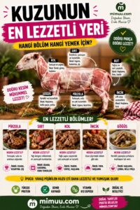 Kuzunun En Güzel Yeri Neresidir? 1