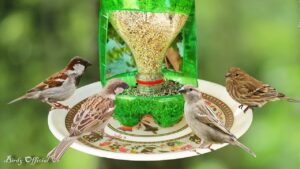 Kuş Yemliği Nasıl Yapılır? - Resim 65