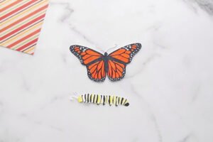 Kelebeğin Yaşam Döngüsü Okul Öncesi 4