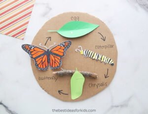 Kelebeğin Yaşam Döngüsü Okul Öncesi