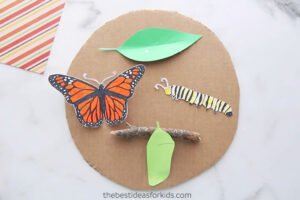 Kelebeğin Yaşam Döngüsü Okul Öncesi 6