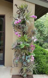 Orkide Nasıl Bakılır? 11