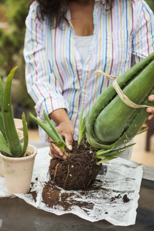 Aloe Vera Bakımı 9