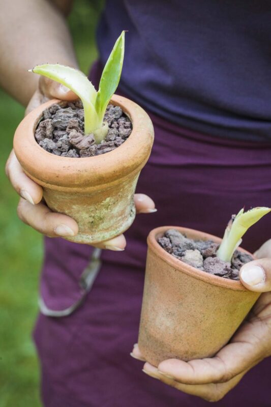 Aloe Vera Bakımı 10