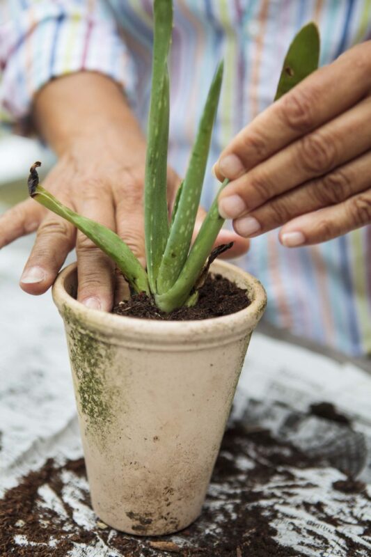 Aloe Vera Bakımı 11