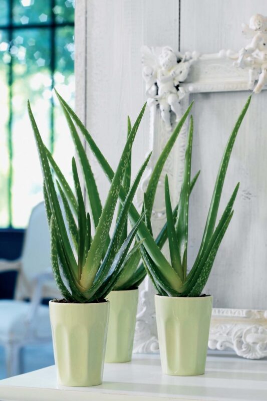 Aloe Vera Bakımı 2