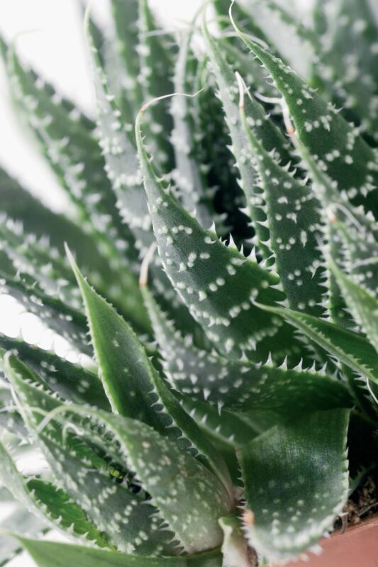 Aloe Vera Bakımı 3