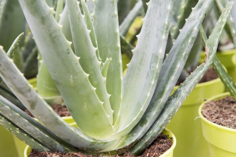 Aloe Vera Bakımı 4