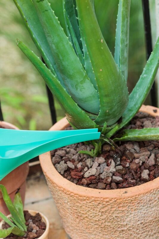 Aloe Vera Bakımı