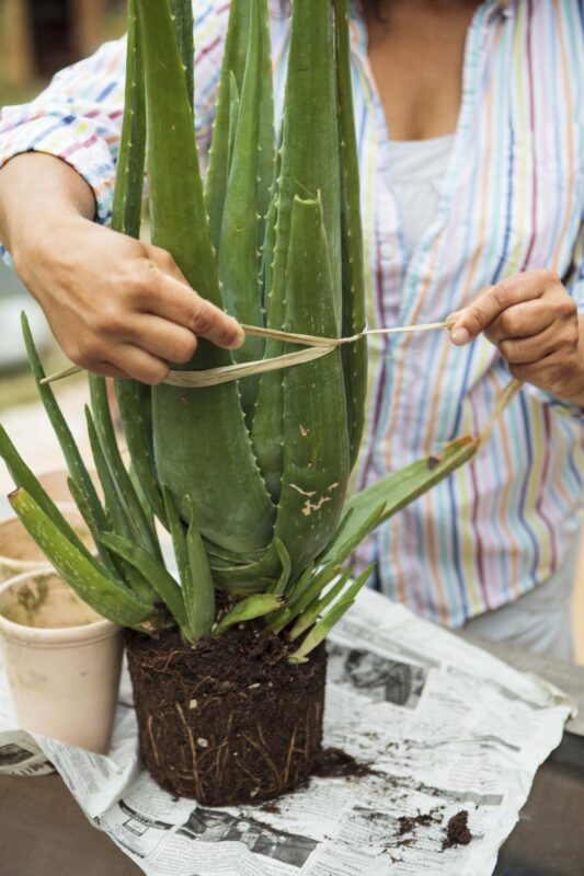 Aloe Vera Bakımı 5