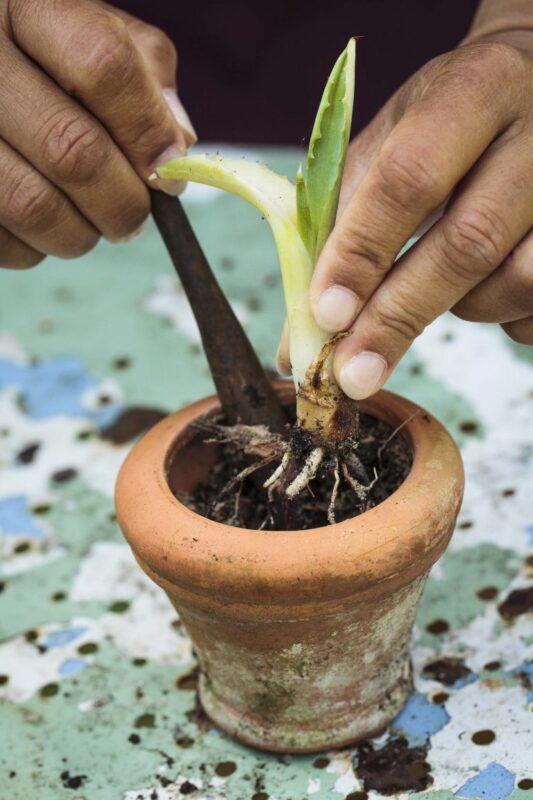 Aloe Vera Bakımı 6