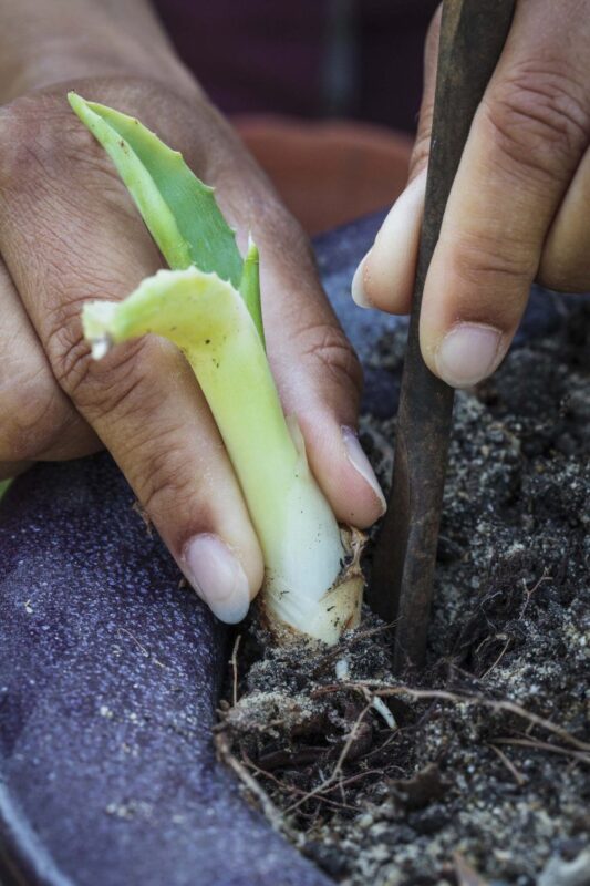 Aloe Vera Bakımı 7