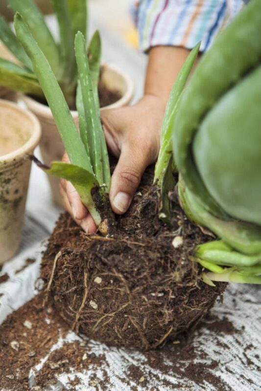 Aloe Vera Bakımı 8