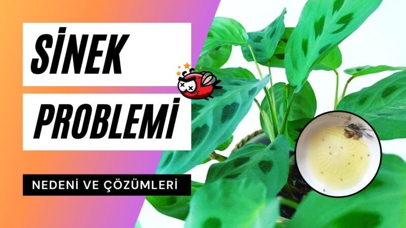 Saksı Sineklerine Doğal Çözüm