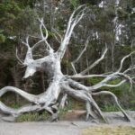 Eski Ağaçları Değerlendirme 54