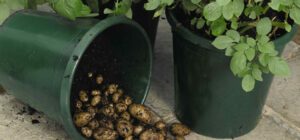Patates Yetiştirme, 1 Metre Karede 40 Kilogram! - Resim 14