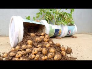 Patates Yetiştirme, 1 Metre Karede 40 Kilogram! - Resim 16