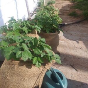 Patates Yetiştirme, 1 Metre Karede 40 Kilogram! - Resim 2