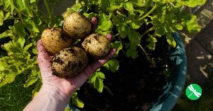 Patates Yetiştirme, 1 Metre Karede 40 Kilogram! - Resim 4