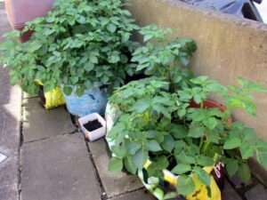 Patates Yetiştirme, 1 Metre Karede 40 Kilogram! - Resim 5