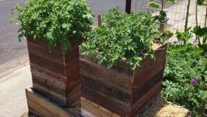 Patates Yetiştirme, 1 Metre Karede 40 Kilogram! - Resim 6