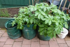 Patates Yetiştirme, 1 Metre Karede 40 Kilogram! - Resim 7
