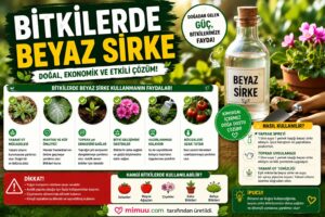 Beyaz Sirkeyi Bahçede Kullanmanın Faydaları 2