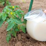 Domates ve Diğer Sebzelere Neden Süt Vermeliyiz 1