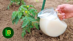 Domates ve Diğer Sebzelere Neden Süt Vermeliyiz