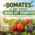 Domates ve Diğer Sebzelere Neden Süt Vermeliyiz 6