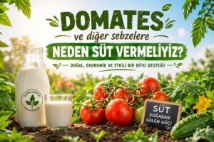 Domates ve Diğer Sebzelere Neden Süt Vermeliyiz 6